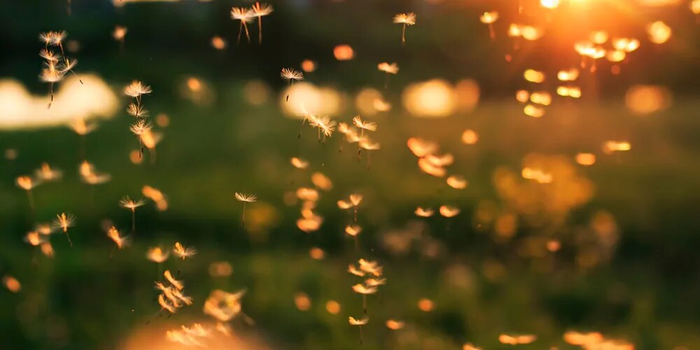 A Pollen Primer